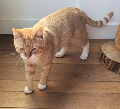 Kat Europese korthaar of huiskat