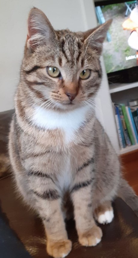 Kat Europese korthaar of huiskat