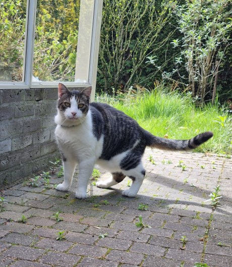 Kat Europese korthaar of huiskat