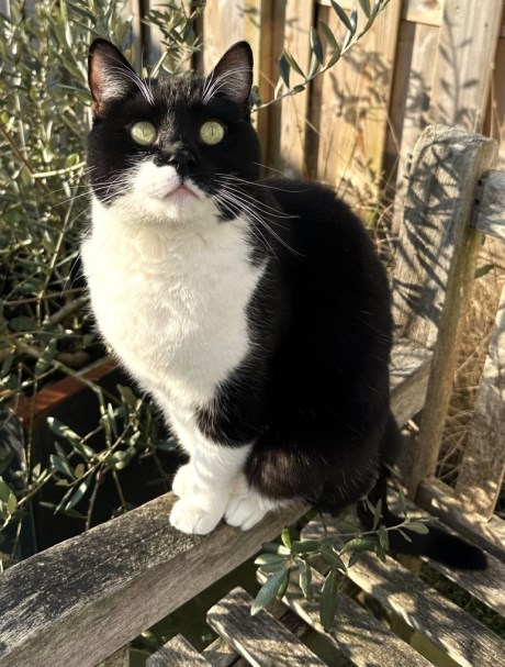 Kat Europese korthaar of huiskat