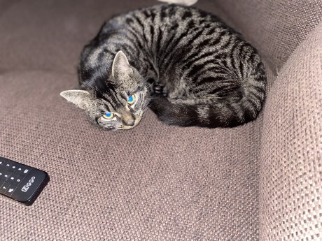 Kat Europese korthaar of huiskat