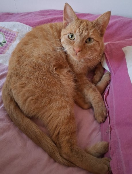 Kat Europese korthaar of huiskat