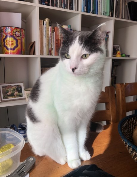 Kat Europese korthaar of huiskat