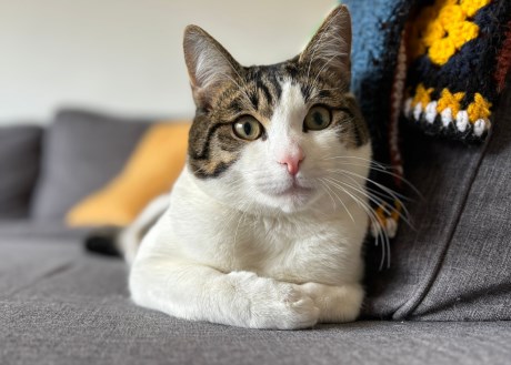 Kat Europese korthaar of huiskat