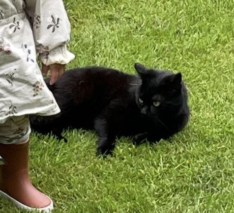 Kat Europese korthaar of huiskat