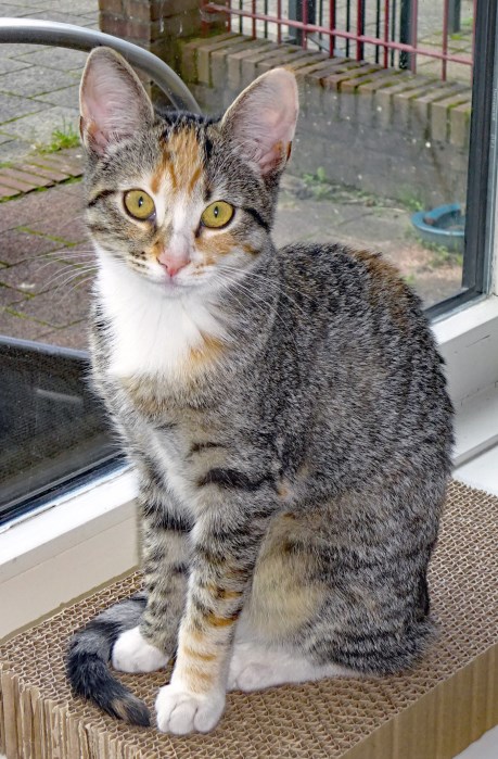 Kat Europese korthaar of huiskat