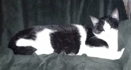 Kat Europese korthaar of huiskat