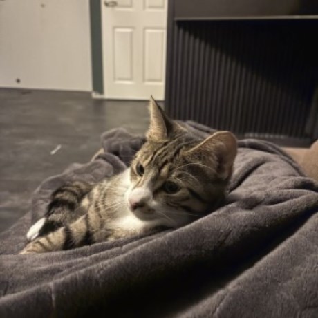 Kat Europese korthaar of huiskat