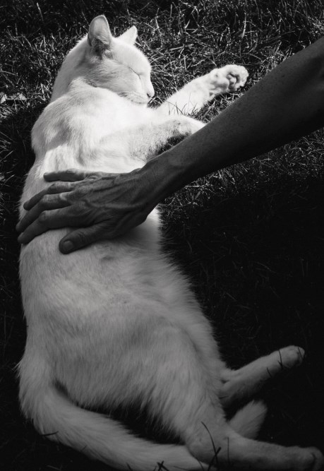 Kat Europese korthaar of huiskat