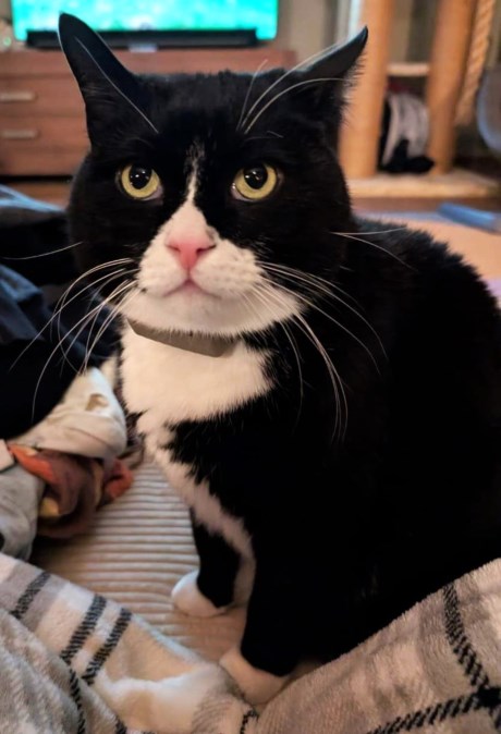 Kat Europese korthaar of huiskat