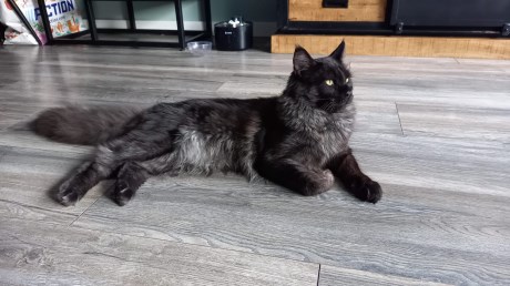 Kat Maine Coon