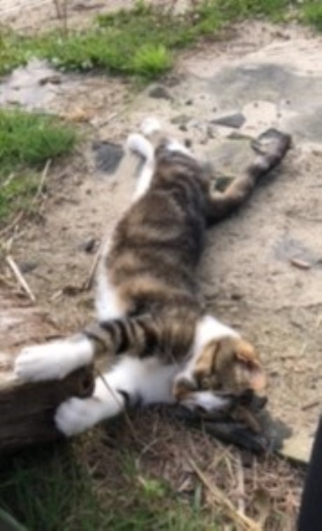 Kat Europese korthaar of huiskat