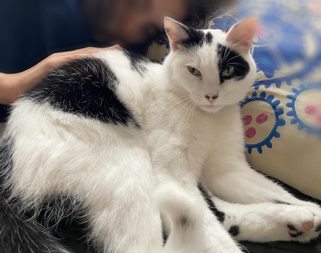 Kat Europese korthaar of huiskat