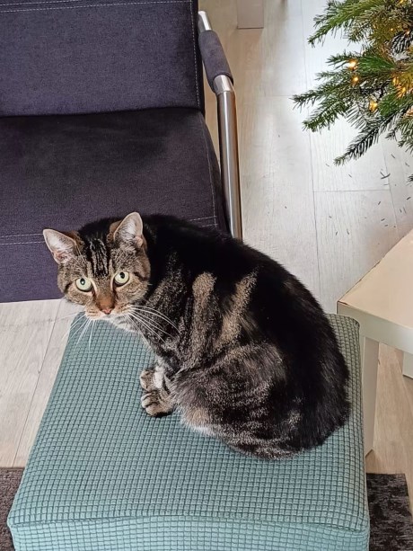 Kat Europese korthaar of huiskat