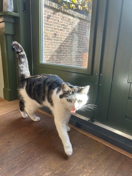 Kat Europese korthaar of huiskat