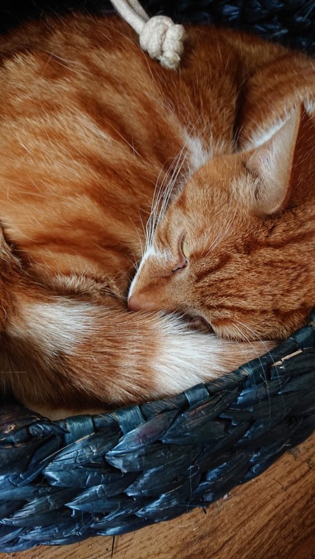 Kat Europese korthaar of huiskat