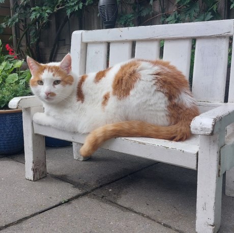 Kat Europese korthaar of huiskat