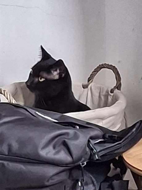 Kat Europese korthaar of huiskat