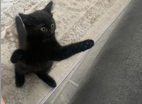 Kat Europese korthaar of huiskat