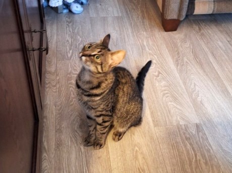 Kat Europese korthaar of huiskat