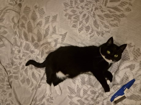 Kat Europese korthaar of huiskat