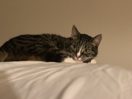 Kat Europese korthaar of huiskat