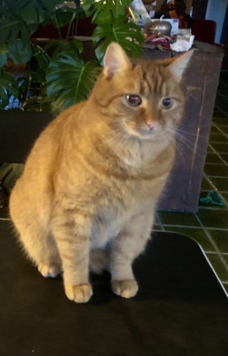 Kat Europese korthaar of huiskat