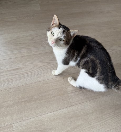 Kat Europese korthaar of huiskat