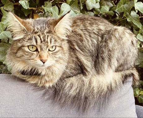 Kat Maine Coon X