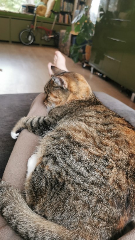 Kat Europese korthaar of huiskat