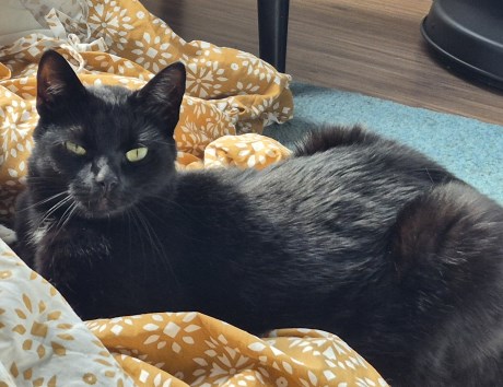 Kat Europese korthaar of huiskat