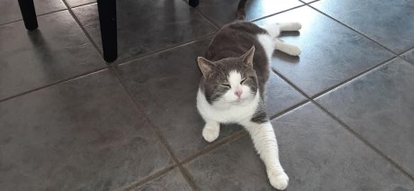 Kat Europese korthaar of huiskat