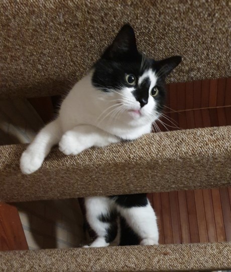 Kat Europese korthaar of huiskat