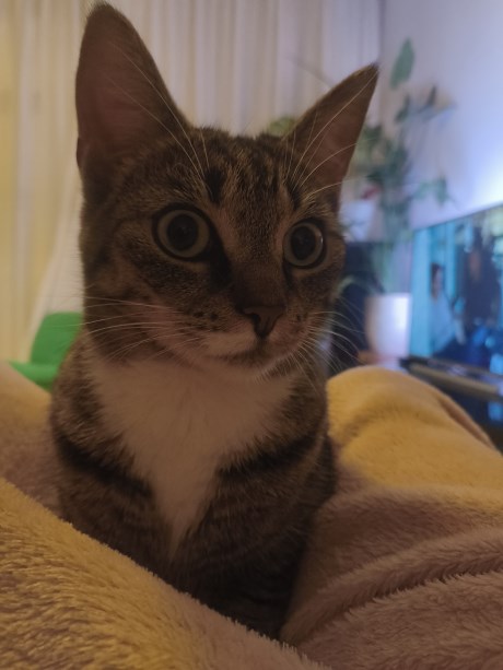 Kat Europese korthaar of huiskat