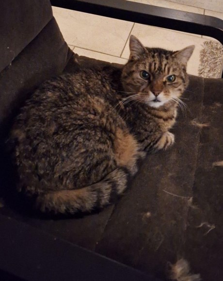 Kat Europese korthaar of huiskat