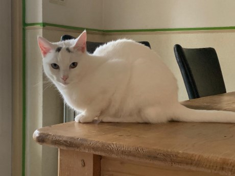 Kat Europese korthaar of huiskat