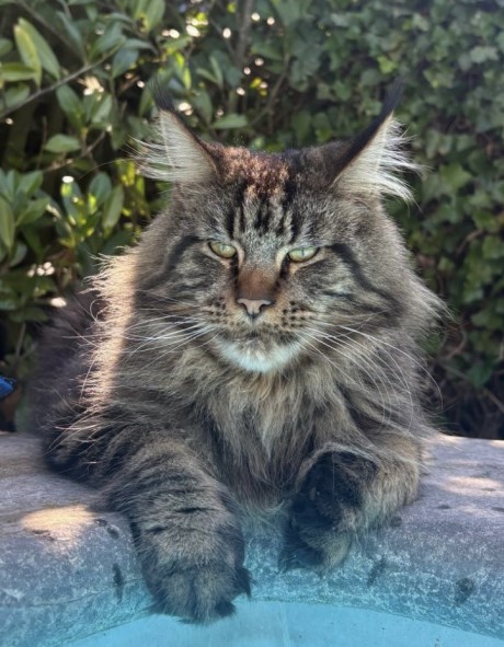 Kat Maine Coon