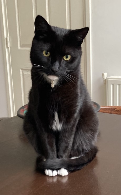 Kat Europese korthaar of huiskat