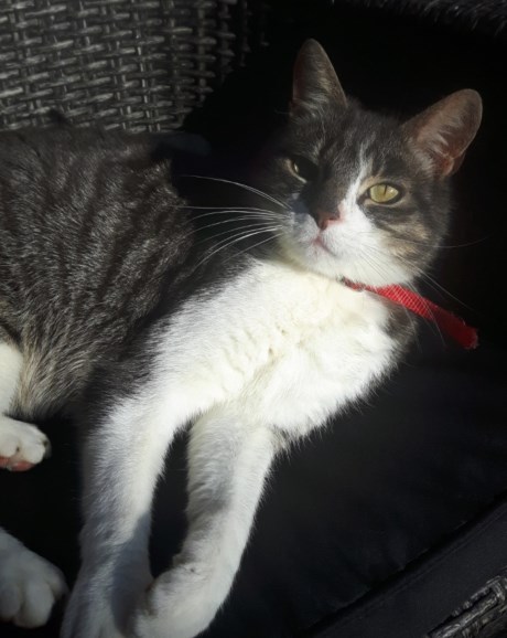 Kat Europese korthaar of huiskat