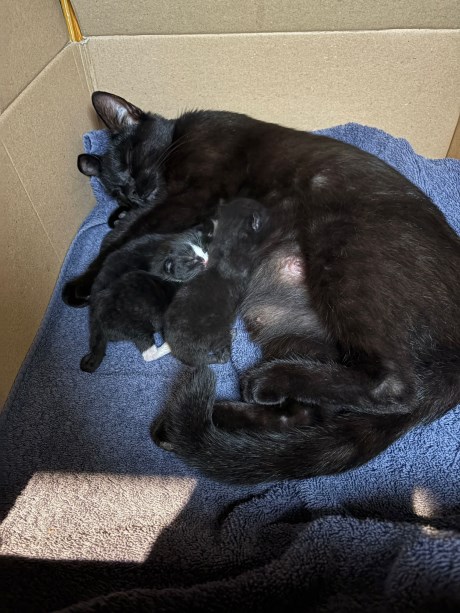 Kat Europese korthaar of huiskat