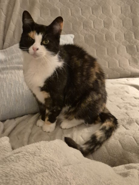 Kat Europese korthaar of huiskat