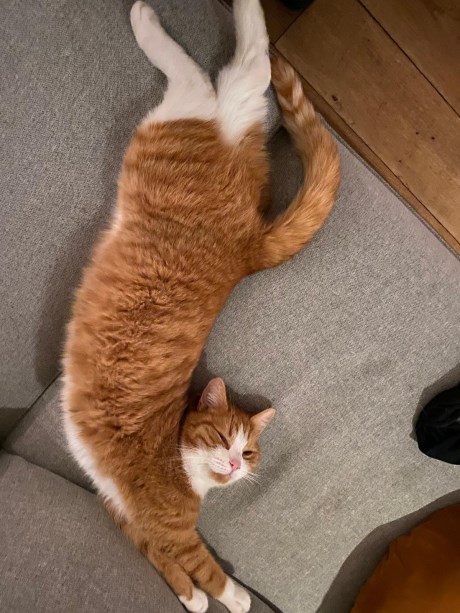 Kat Europese korthaar of huiskat