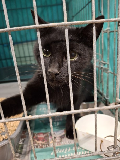 Kat Europese korthaar of huiskat