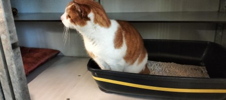 Kat Europese korthaar of huiskat