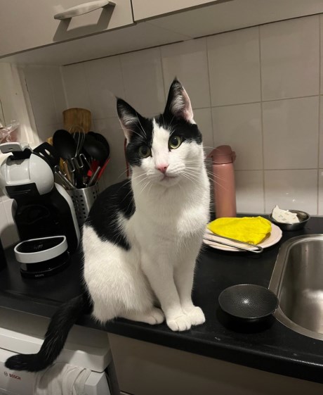 Kat Europese korthaar of huiskat