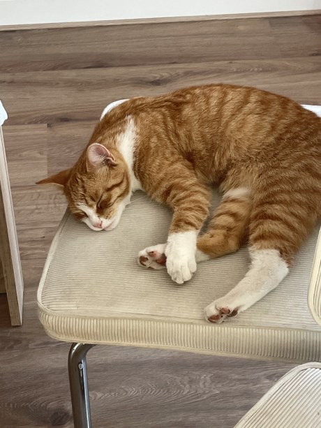 Kat Europese korthaar of huiskat