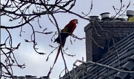 Vogel (Dwerg-)papegaai