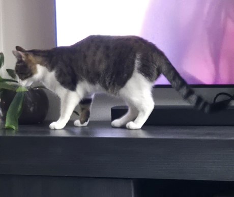 Kat Europese korthaar of huiskat