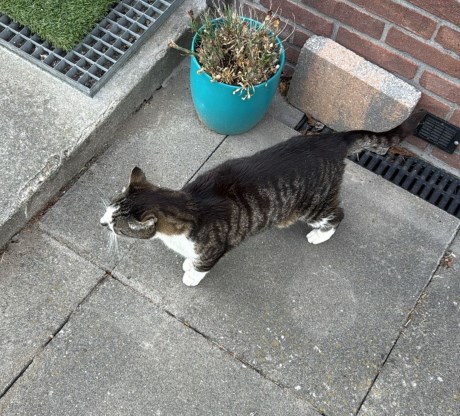 Kat Europese korthaar of huiskat