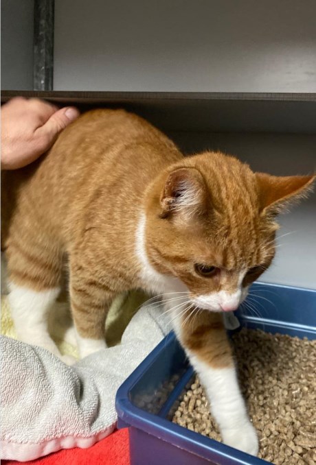 Kat Europese korthaar of huiskat